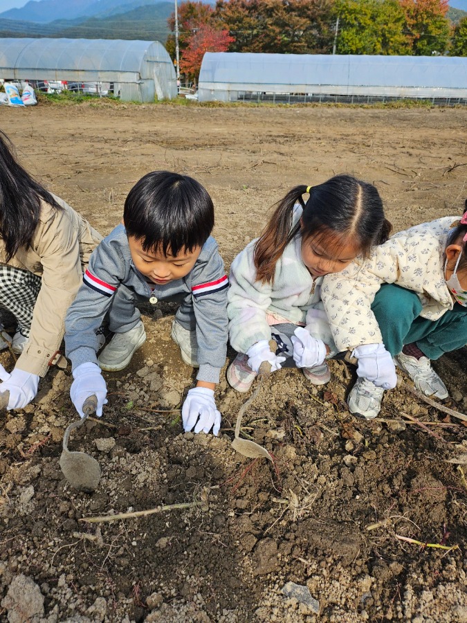 고구마 따기